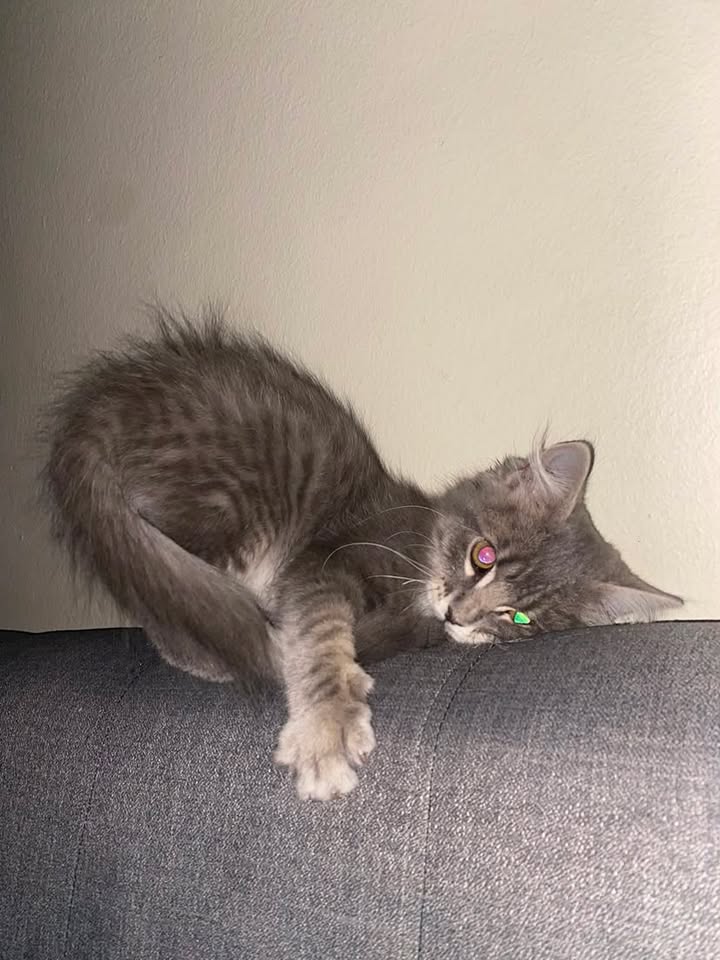 Mochi